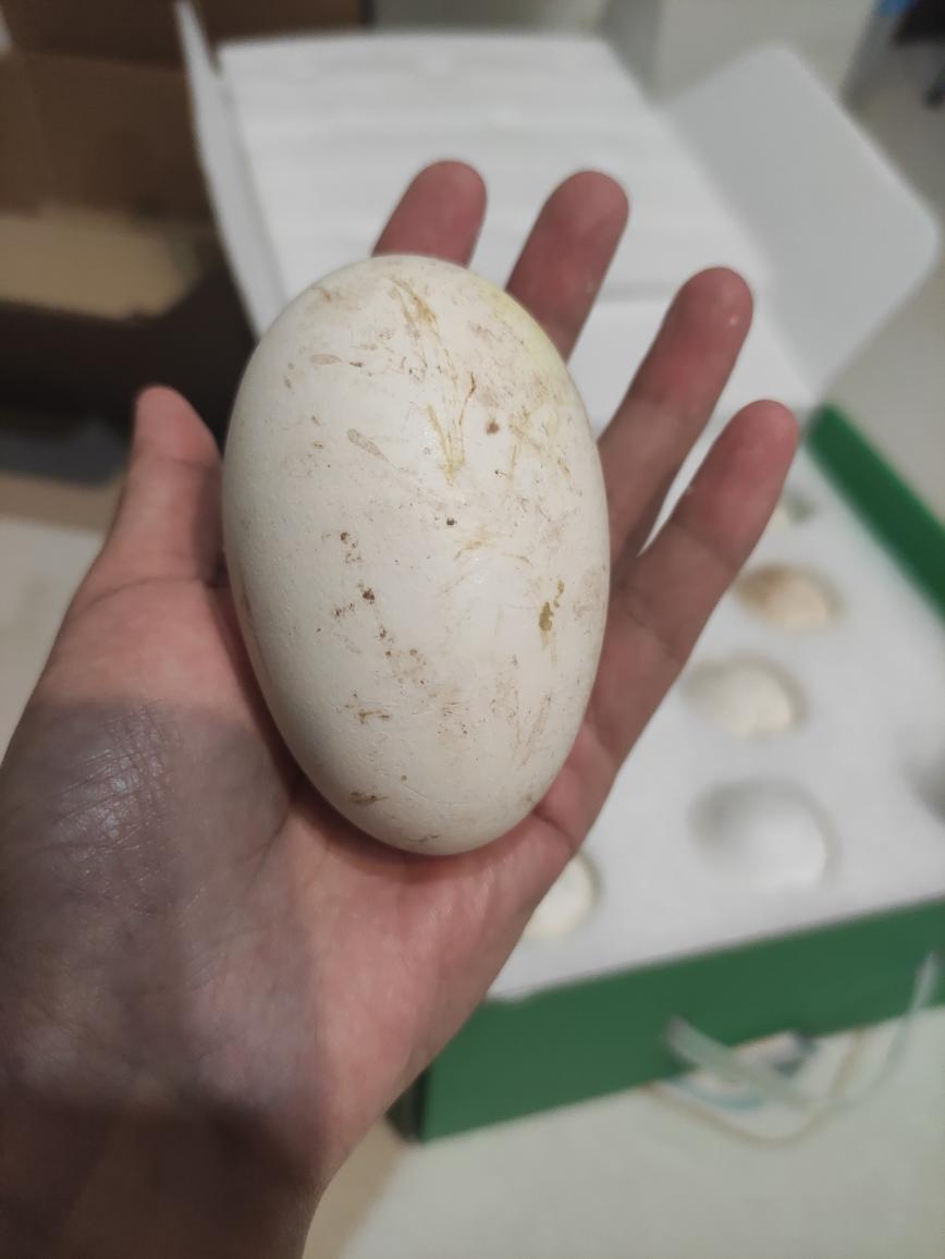 预防中风的香菜炒鹅蛋的做法