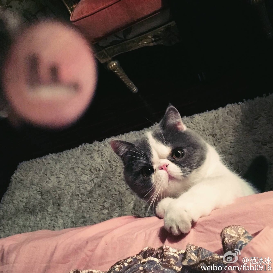 阿布的幸福生活