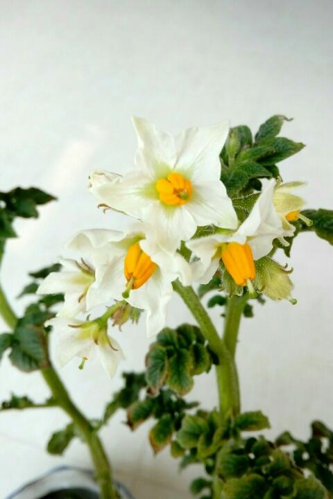 菜根菜心重生记