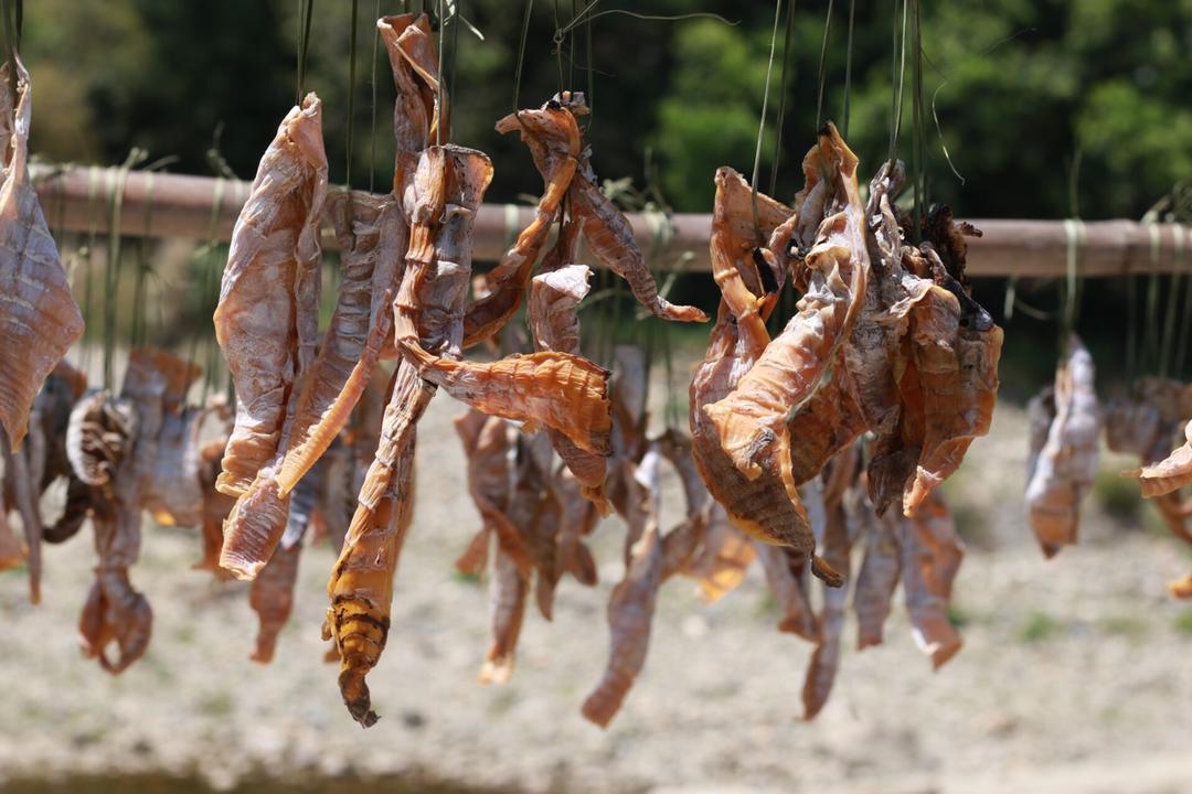 杂食