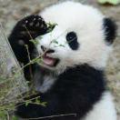 树下一只熊