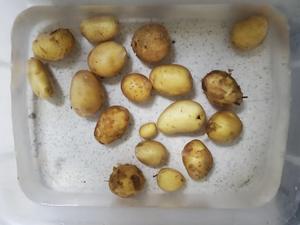 烧烤味小土豆的做法 步骤1