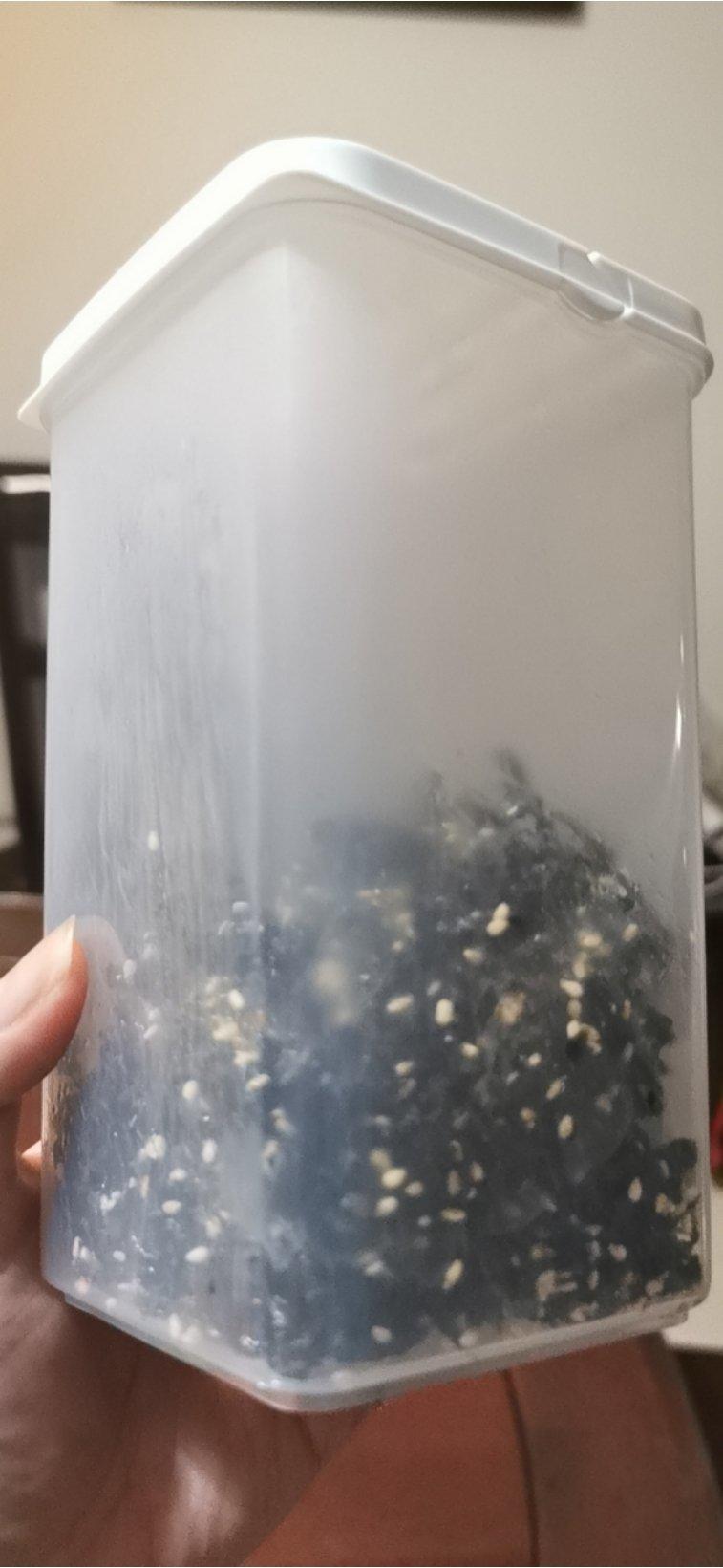 用紫菜做海苔【芝麻海苔碎】超级简单