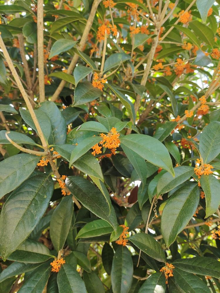 秋日好食:桂花蜜&糖桂花&干桂花的做法 步骤2