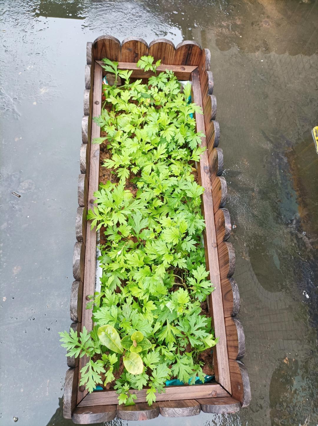 艾叶鸡蛋汤/客家的特色菜