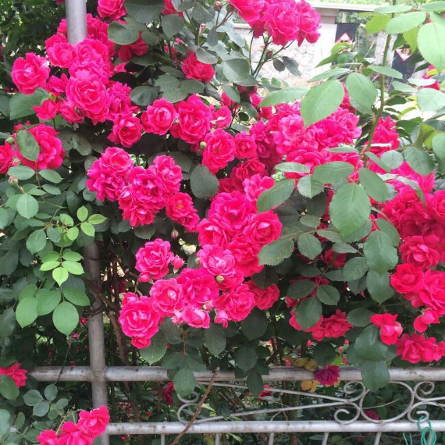 早餐•2014年8月24日