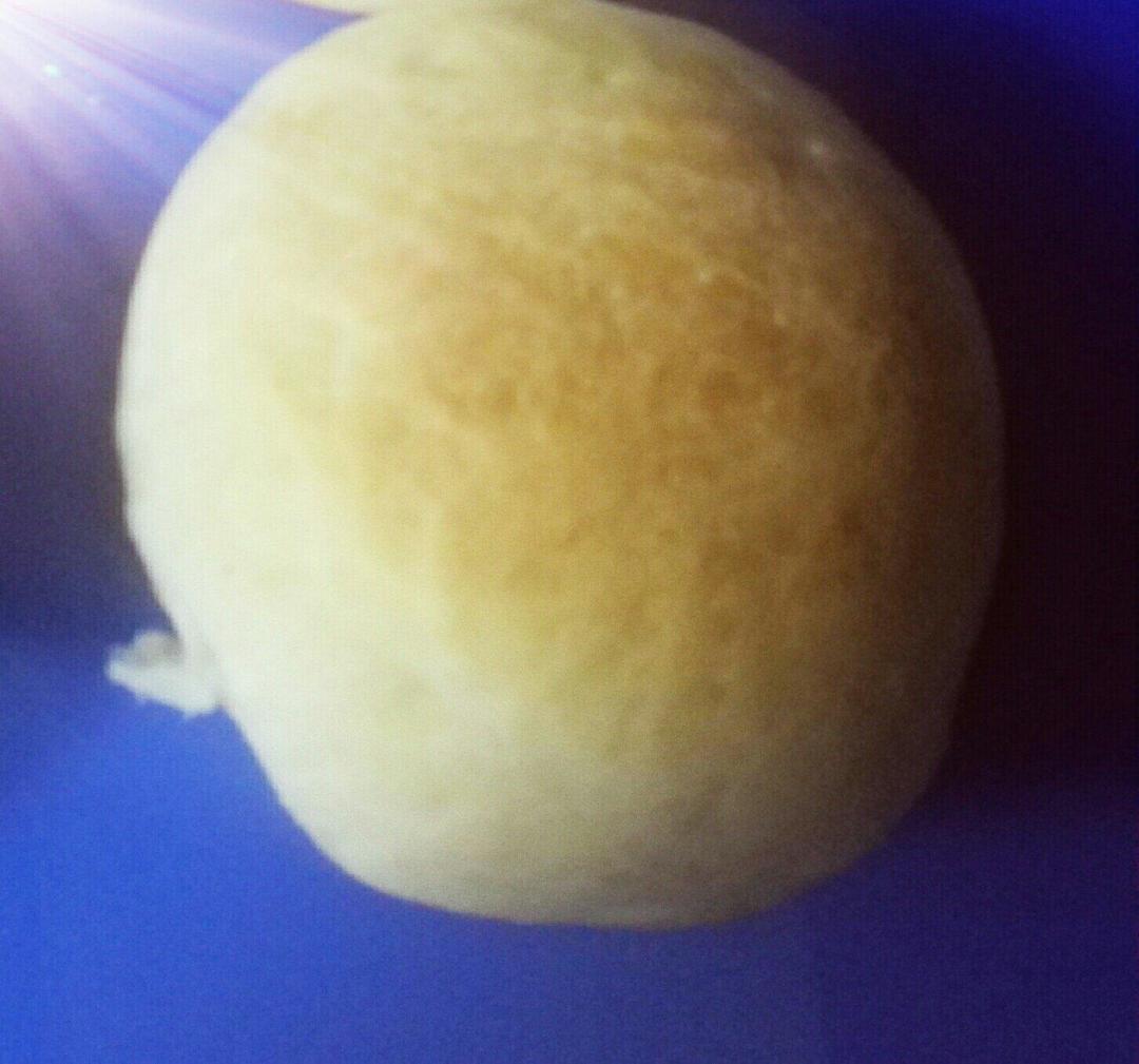 KFC小餐包的做法