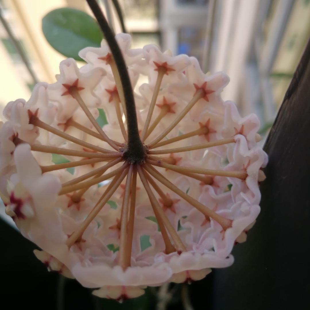 棉花的棒棒糖