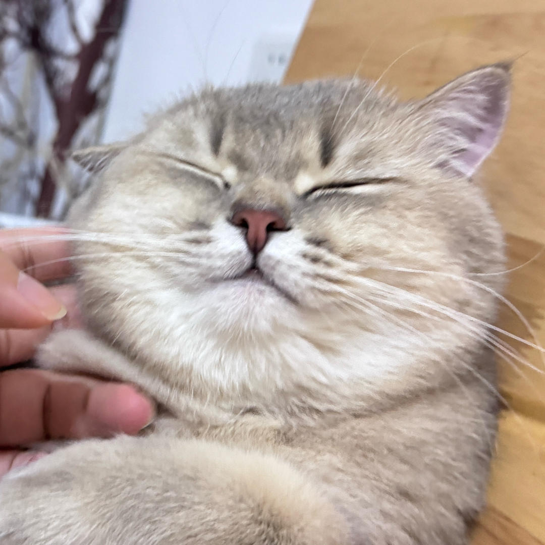 A酱子