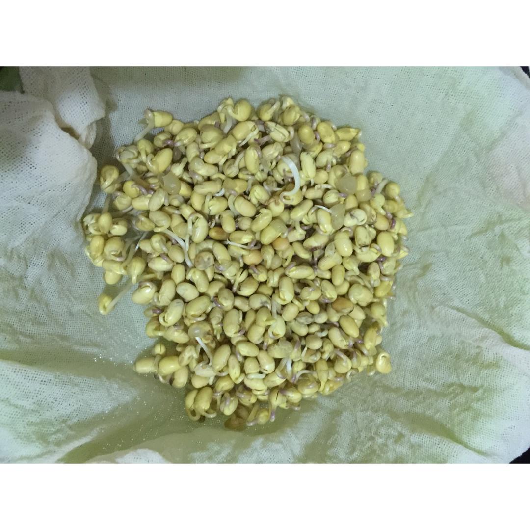 自己在家发豆芽