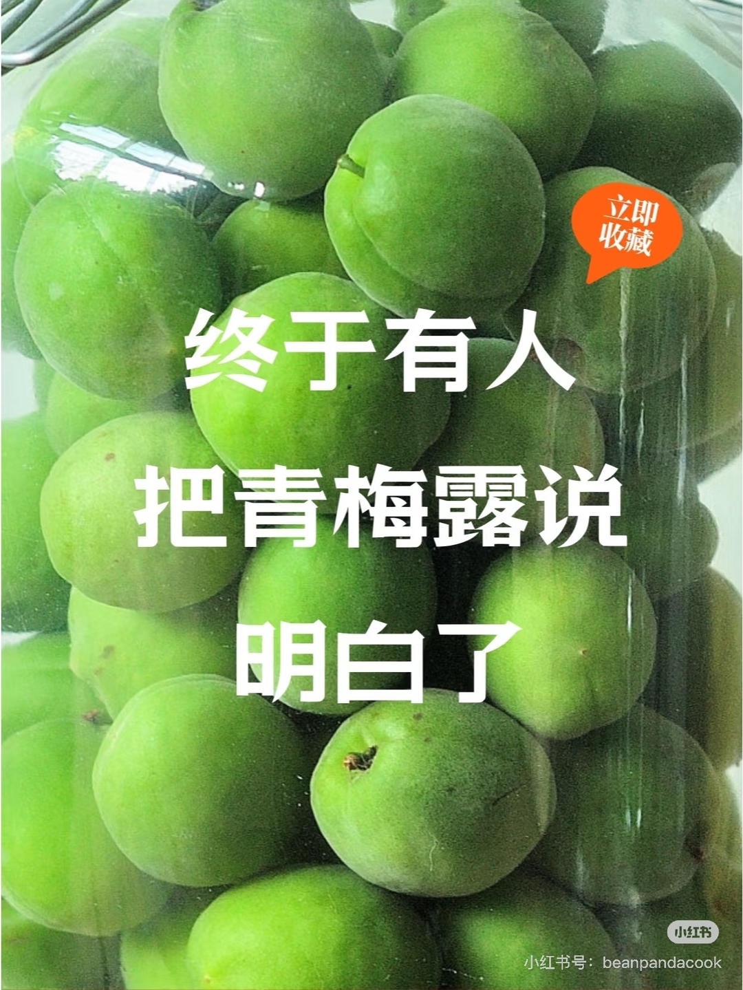 終於有人把青梅露說明白了 🍑