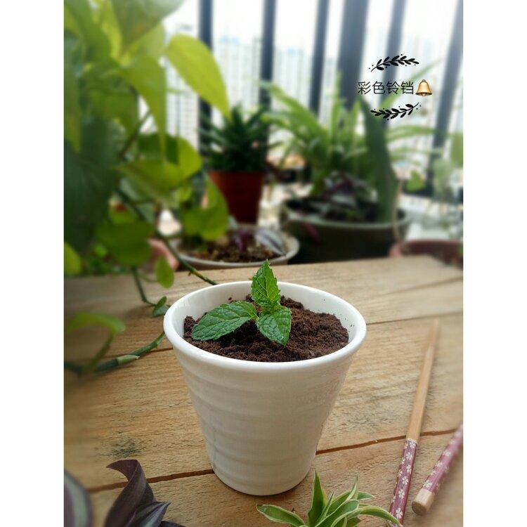 伪奥利奥小盆栽