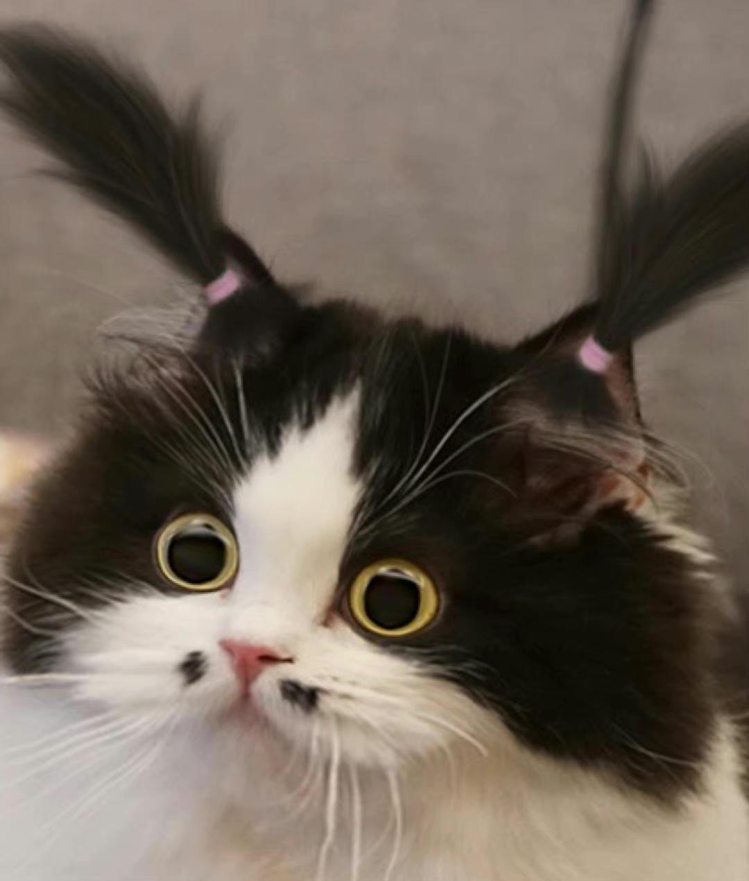 美食品尝家_桐桐子