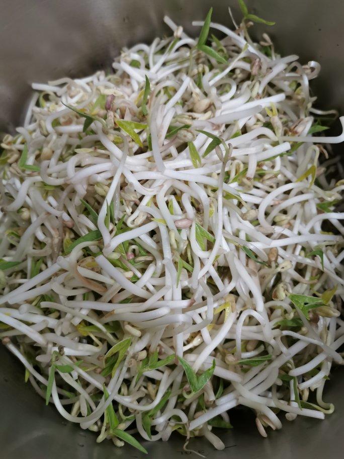 自发豆芽（可乐瓶发豆芽0失败！）