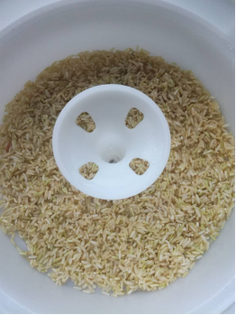 糙米发芽的做法 步骤3