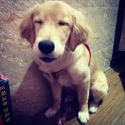 PeTfAcT