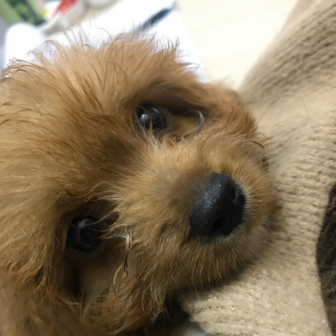 想吃好吃的拉尾