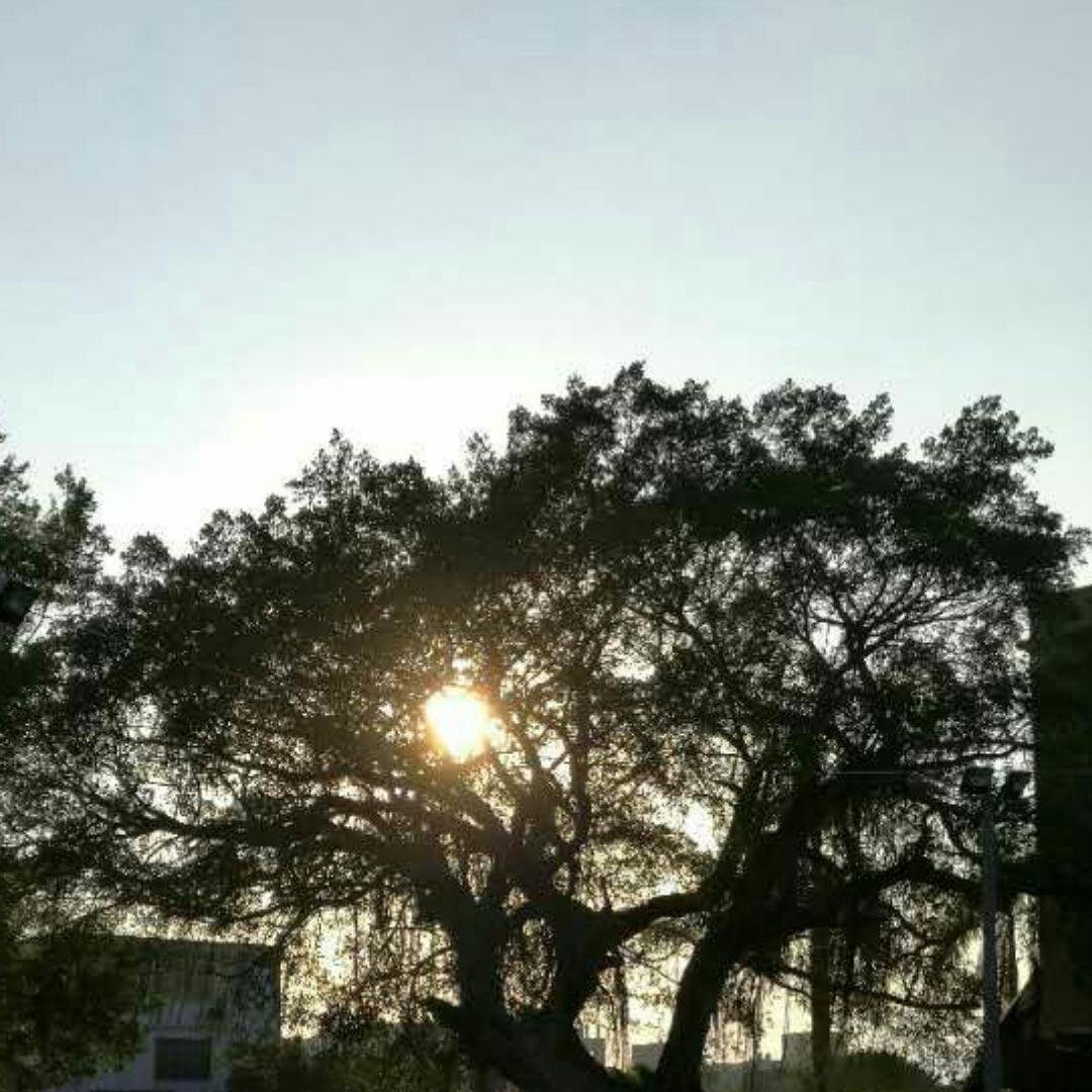 暖夏晨曦