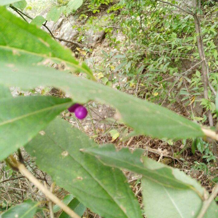 花开的季节9999