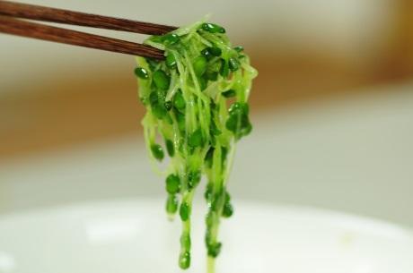 春天种萝卜苗——凉拌萝卜苗的做法