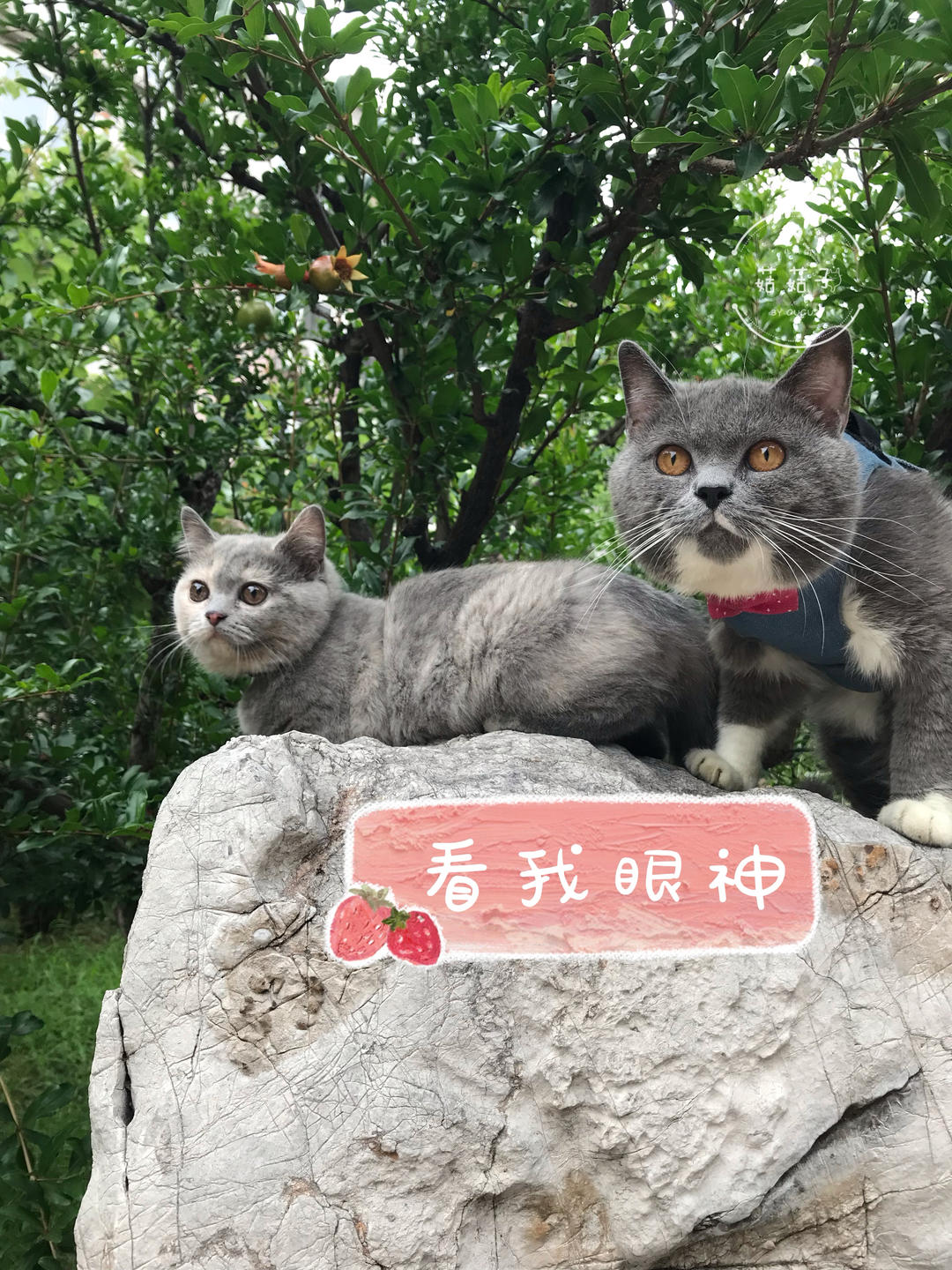 四川老菜谱——鸡丝凉面