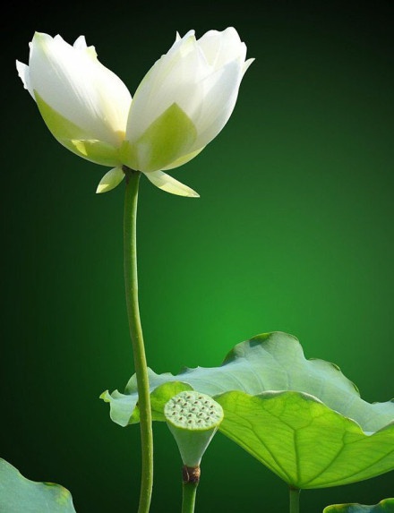 青lotus