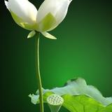 青lotus