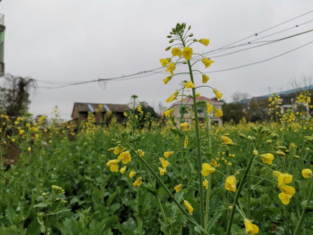 油菜花（和果子和菓子）