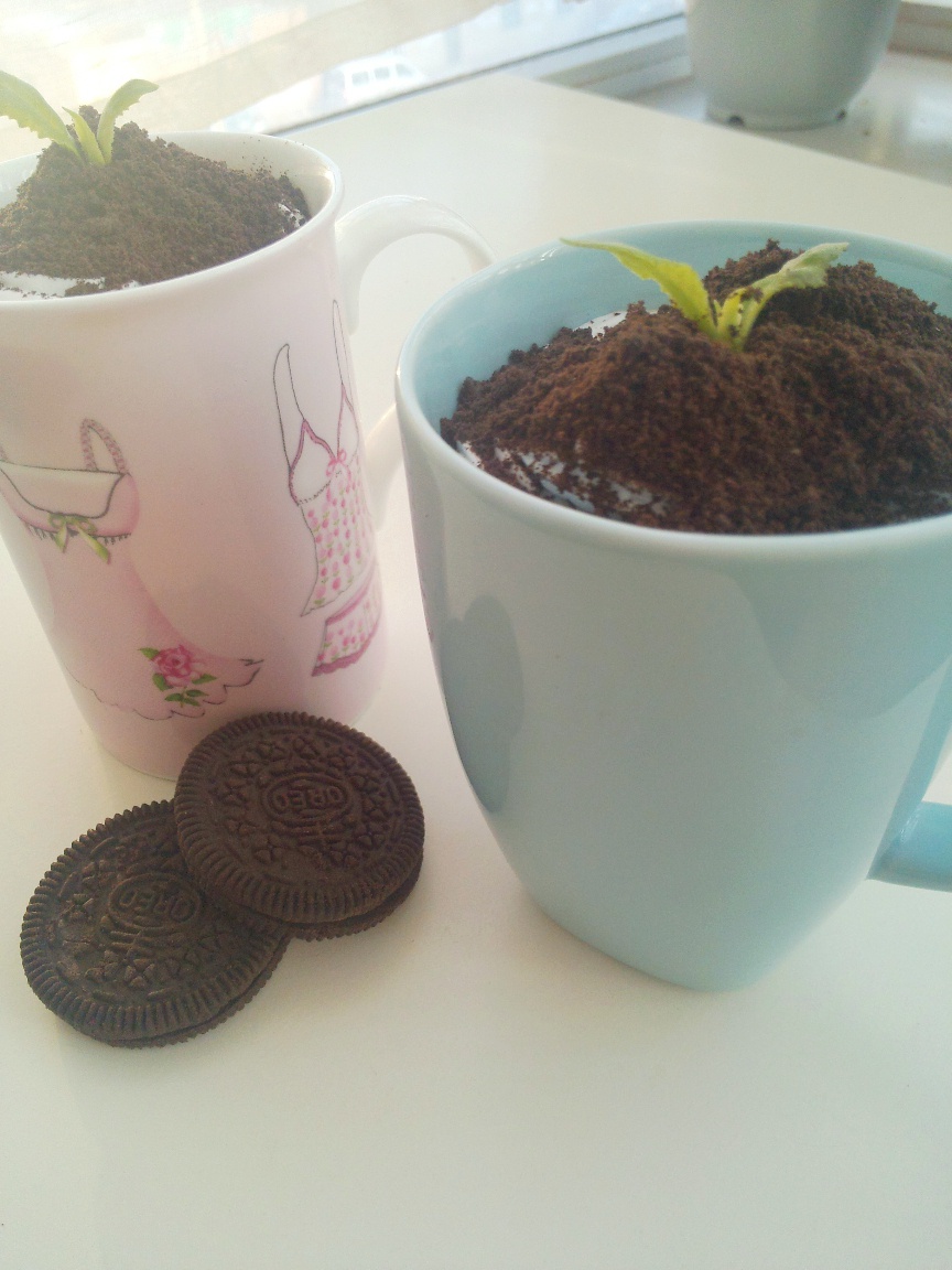 盆栽奶茶