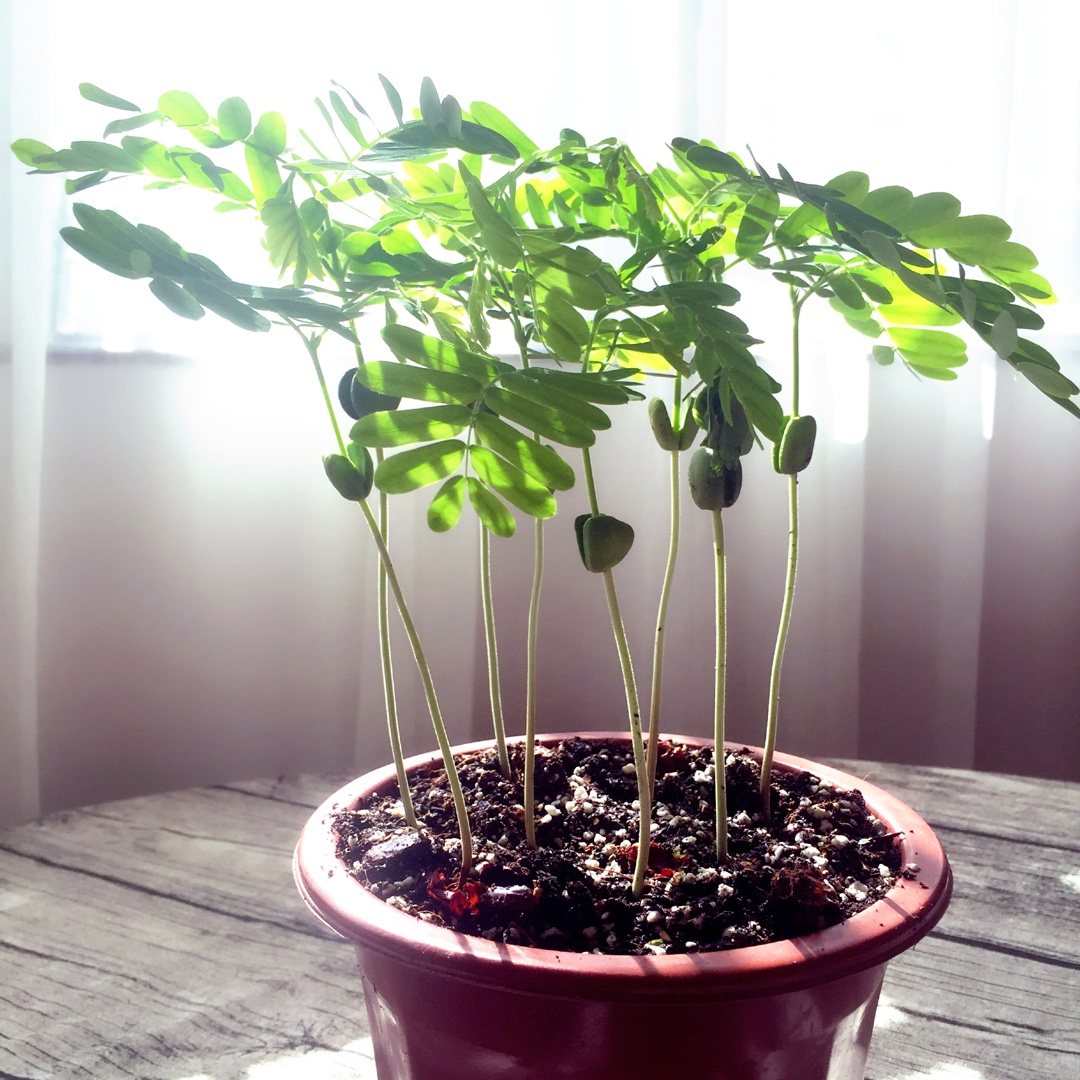 Lisa 香草種植記