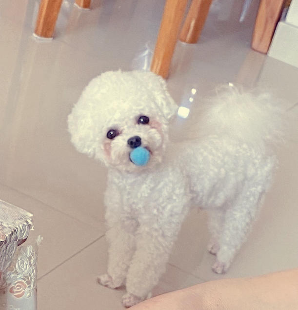 大脑性感的豆哥