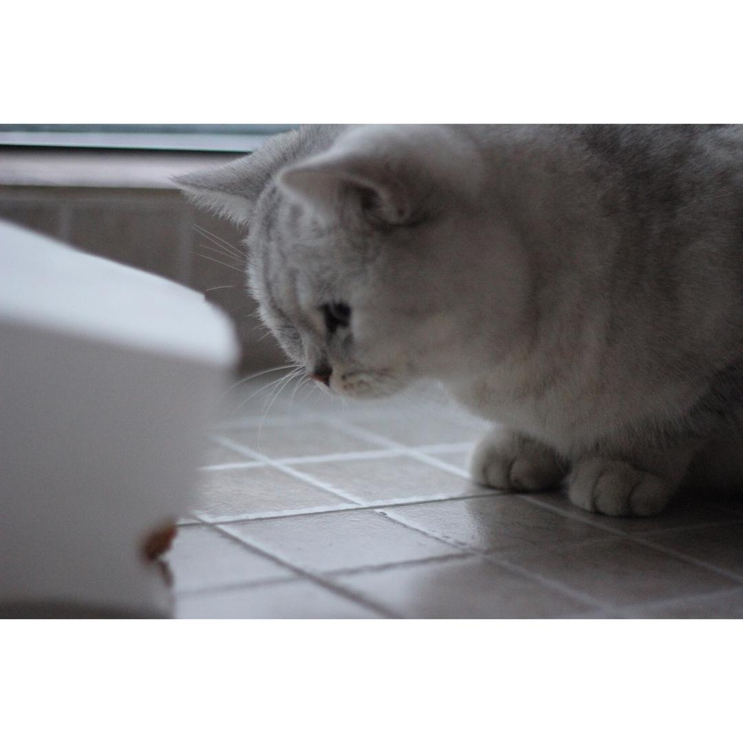 螺旋奶油面包卷