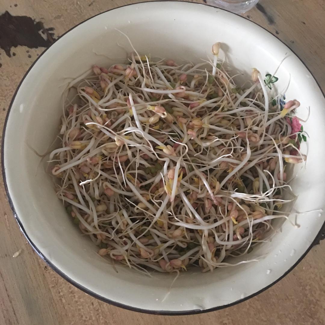自发豆芽（可乐瓶发豆芽0失败！）