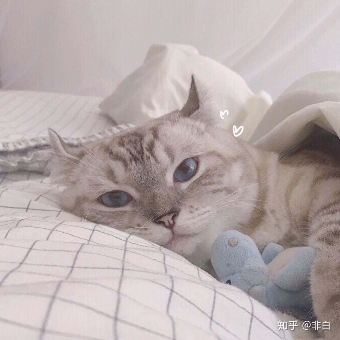 阿歪爱下厨
