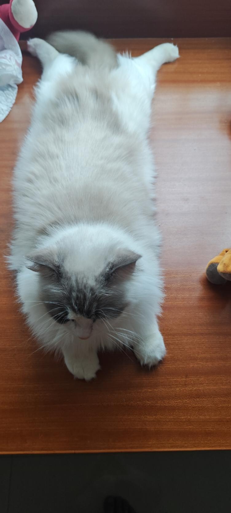 美食家1578