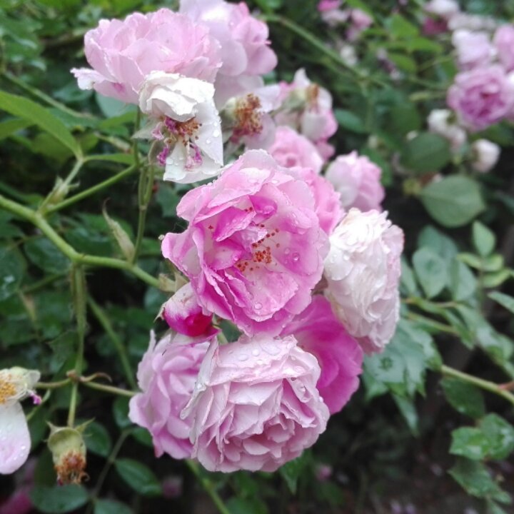 花猫麻麻