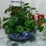 言兮菜