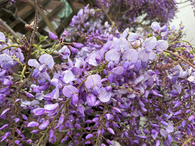 春天的味道——紫藤花饼的做法