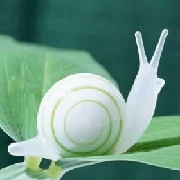 奔跑的蜗蜗