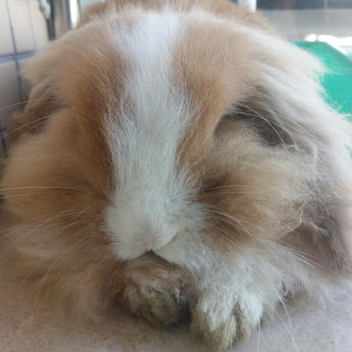 真鱼儿