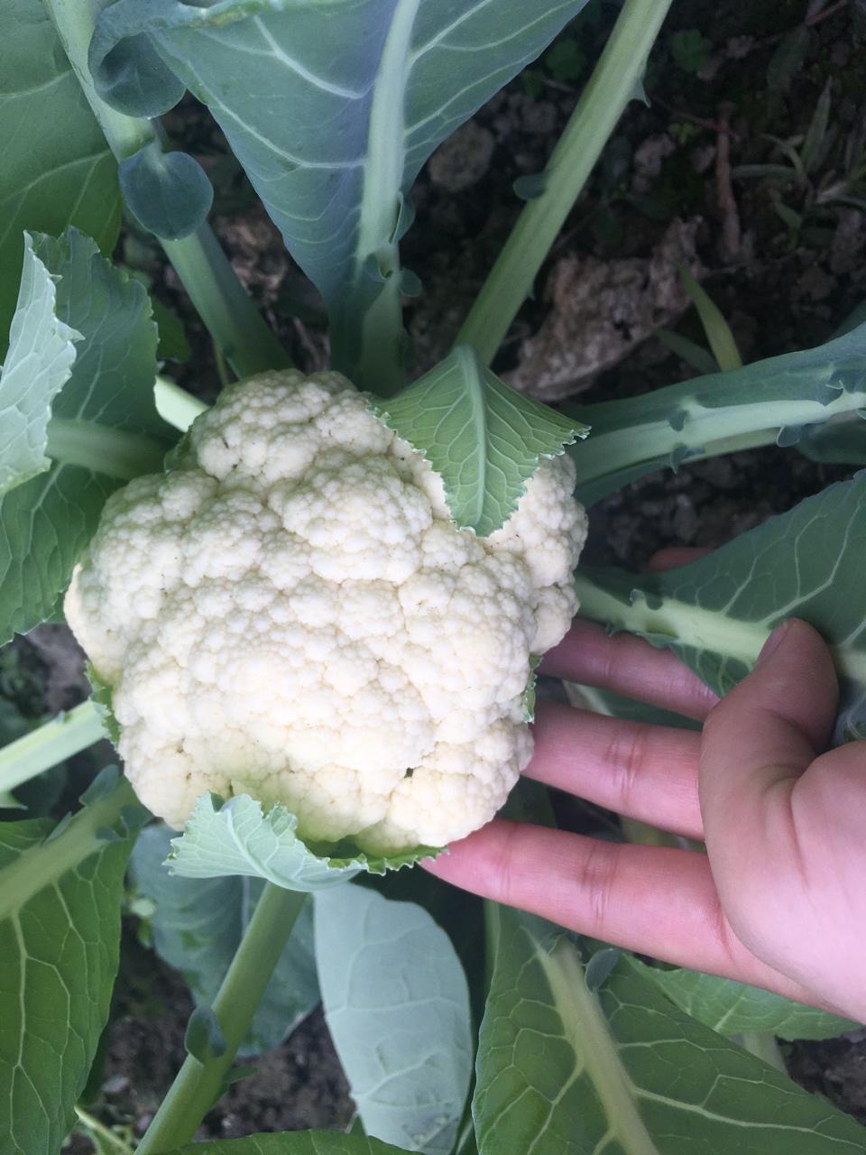 自己种的有机蔬菜