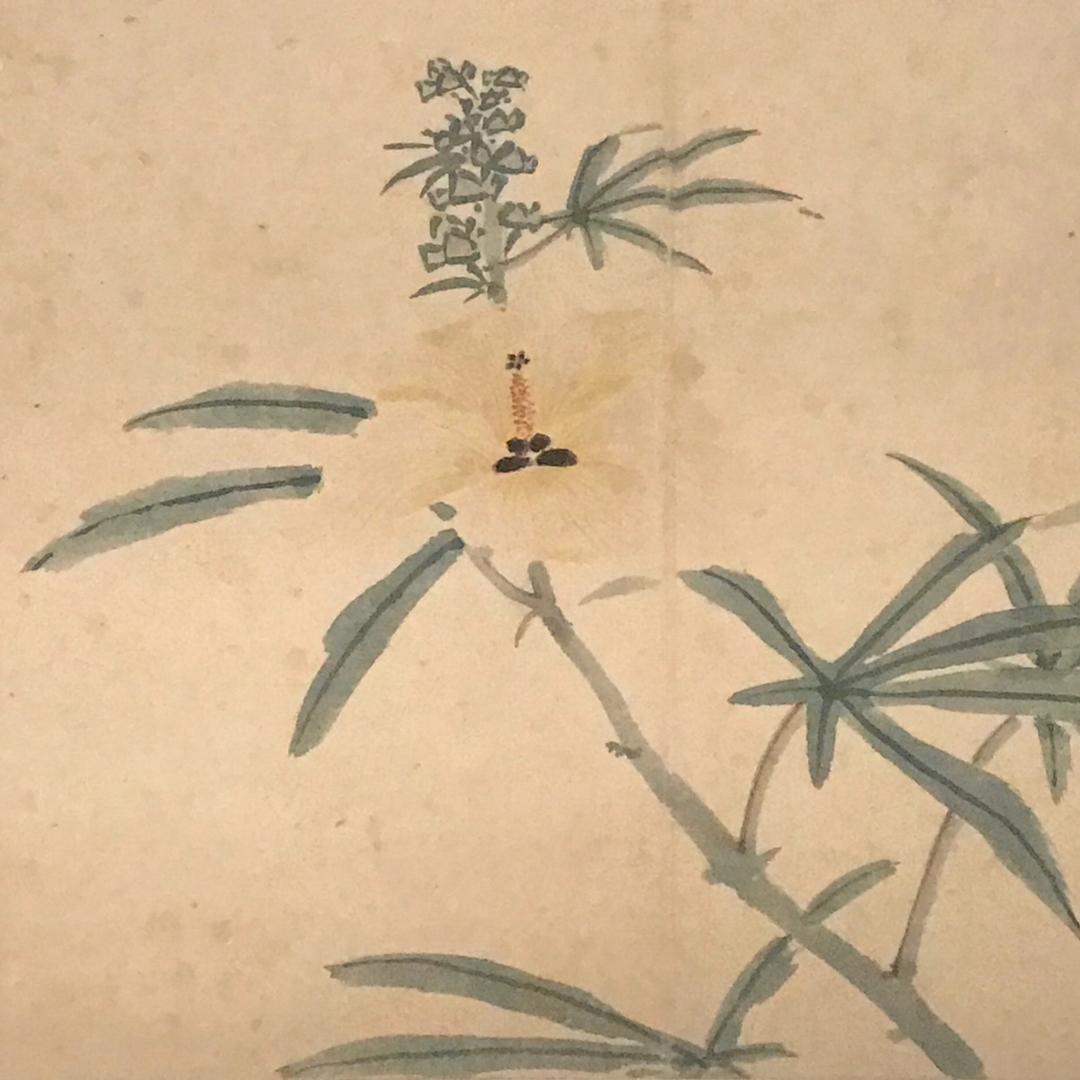 秋葵开花
