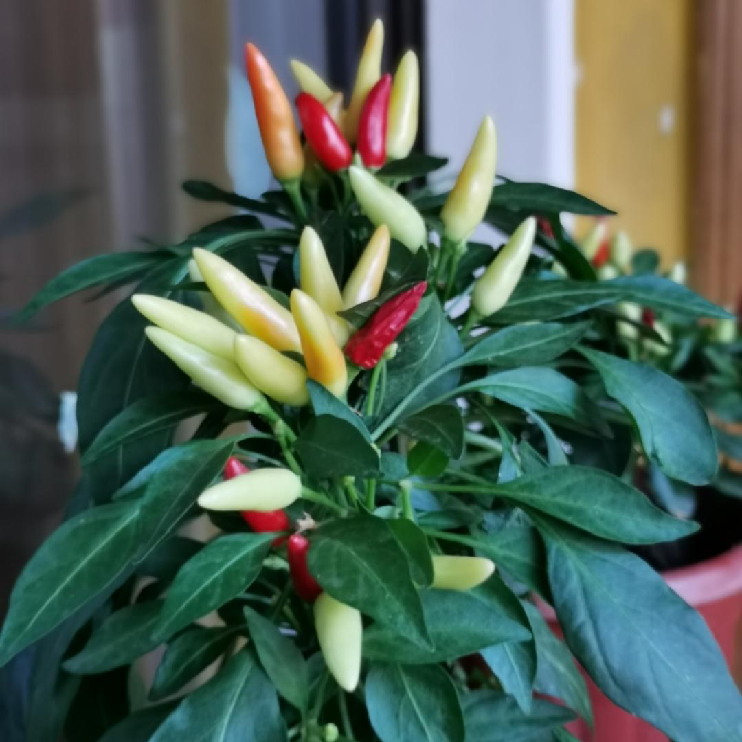 想做个全职小厨娘