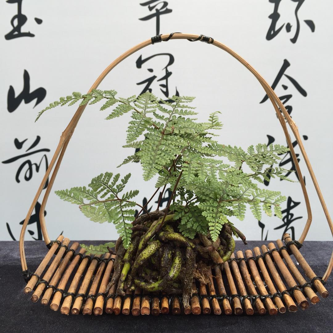 最爱那一瞥