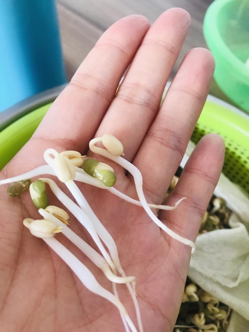 发豆芽之“双层沥水篮+厚布包裹+压重物”详细攻略