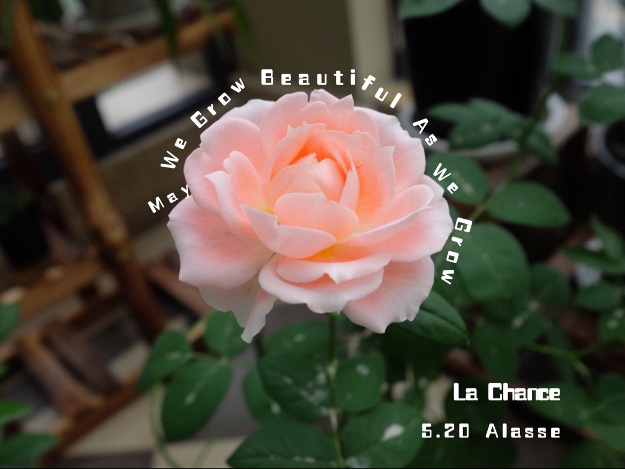 就像花一样开，灿烂又美好