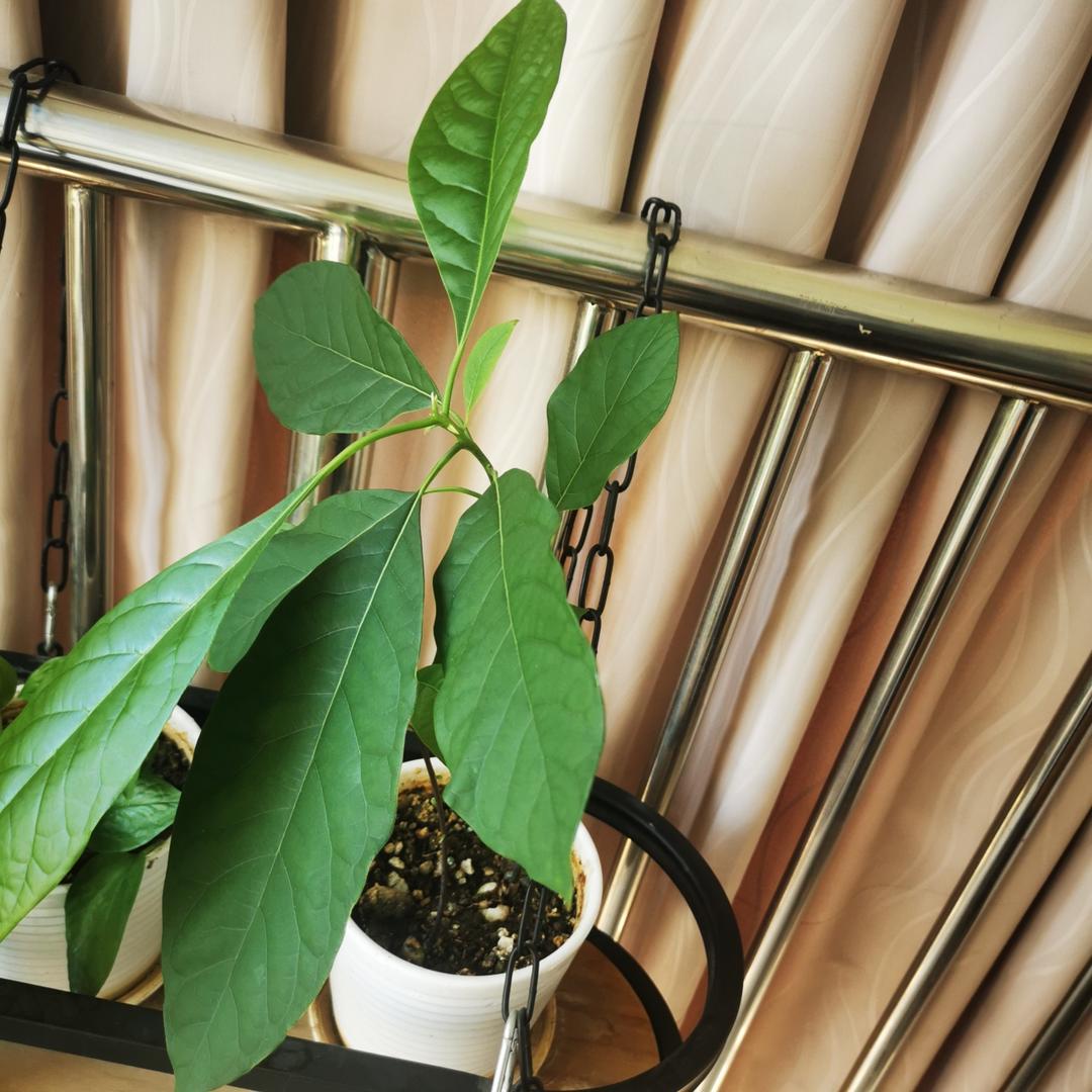 牛油果奶昔🥑入坑就无法自拔的神仙牛奶