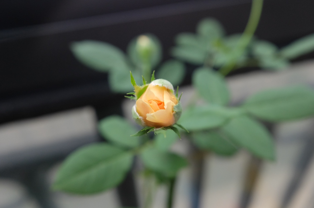 就像花一样开，灿烂又美好