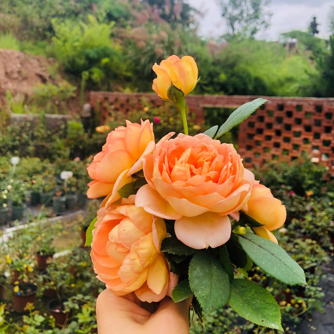 小旗袍妈妈