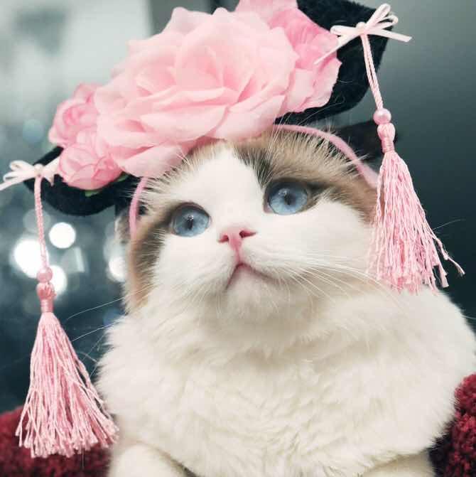 没睡醒的瞌睡虫